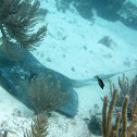 Southern Stingray
