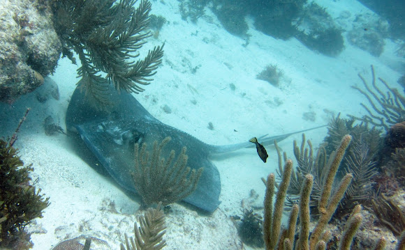 Spotting Image 1