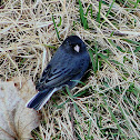 Junco