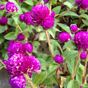 Globe Amaranth