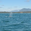 Gray Whale