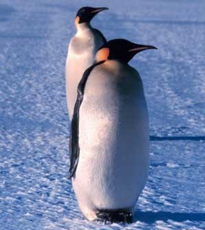 [080201_penguins_feet7442682.jpg]