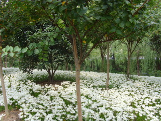 flower, 花, 浙江林学院