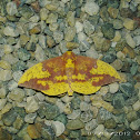 Imperial Moth