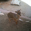 Klipspringer