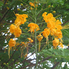 Flamboyanzinho, flor-de-pavão ou flamboyant-mirim