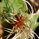 De bosrank (Clematis vitalba)