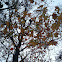Red maple