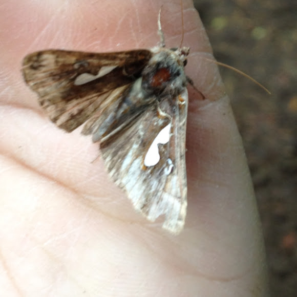 Spotting Image 1