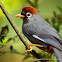 Chestnut-capped Laughingthrush