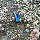 Blue Morpho