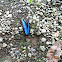 Blue Morpho