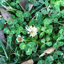 White Clover