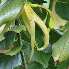 Ylang-ylang