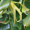 Ylang-ylang