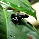 Poison dart frog