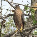 Cooper's Hawk