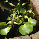 Floaters