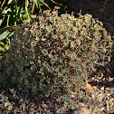 Unknown Plant
