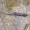 Northern Dusky Salamander