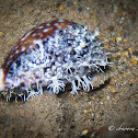Calf Cowry, Pacific Deer Cowry