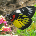 Redbase Jezebel
