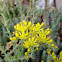 Stonecrop