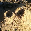 Unknown ant species