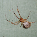 Common House Spider