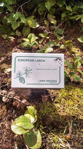 European larch