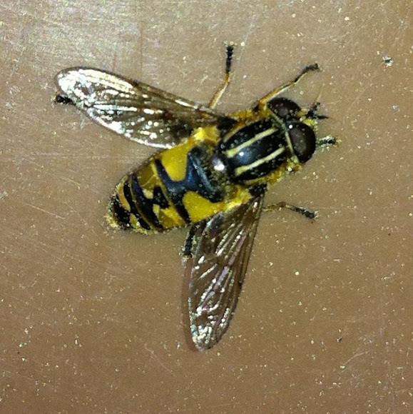 Spotting Image 1