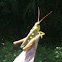 Cricket