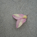 Rosy maple moth