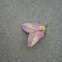 Rosy maple moth
