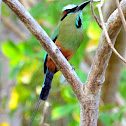 Turquoise-Browed Motmot