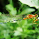 Eastern Forktail Damselfly (Female)