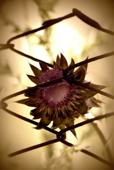 Spotting Image 1