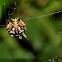 Spiny spider