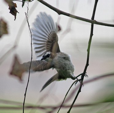 Spotting Image 1
