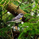 Yellow-rumped Warbler 