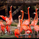 Pink Flamingo
