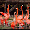 Pink Flamingo