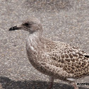 European Herring Gull
