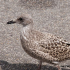 European Herring Gull