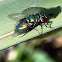 Green Bottle Fly