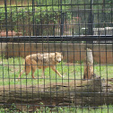 Gray Wolf
