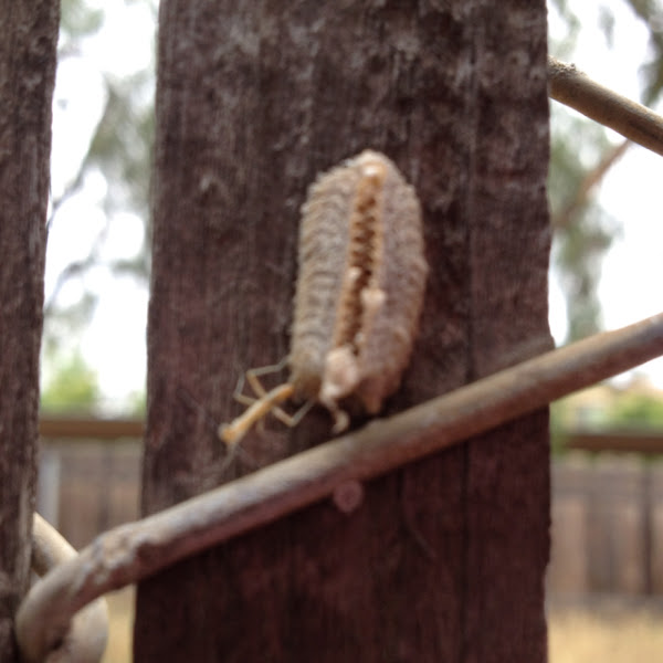 Praying Mantis hatchlings Project Noah