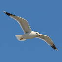 Herring Gull