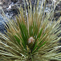 Long-leaf Pine growth bud