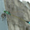 Pygmy Dartlet